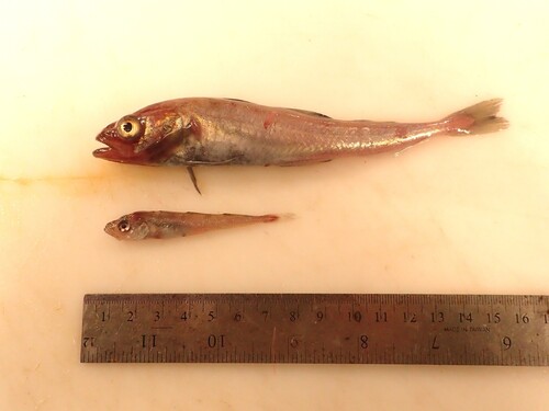 Polar cod (Boreogadus saida) — Gadidae