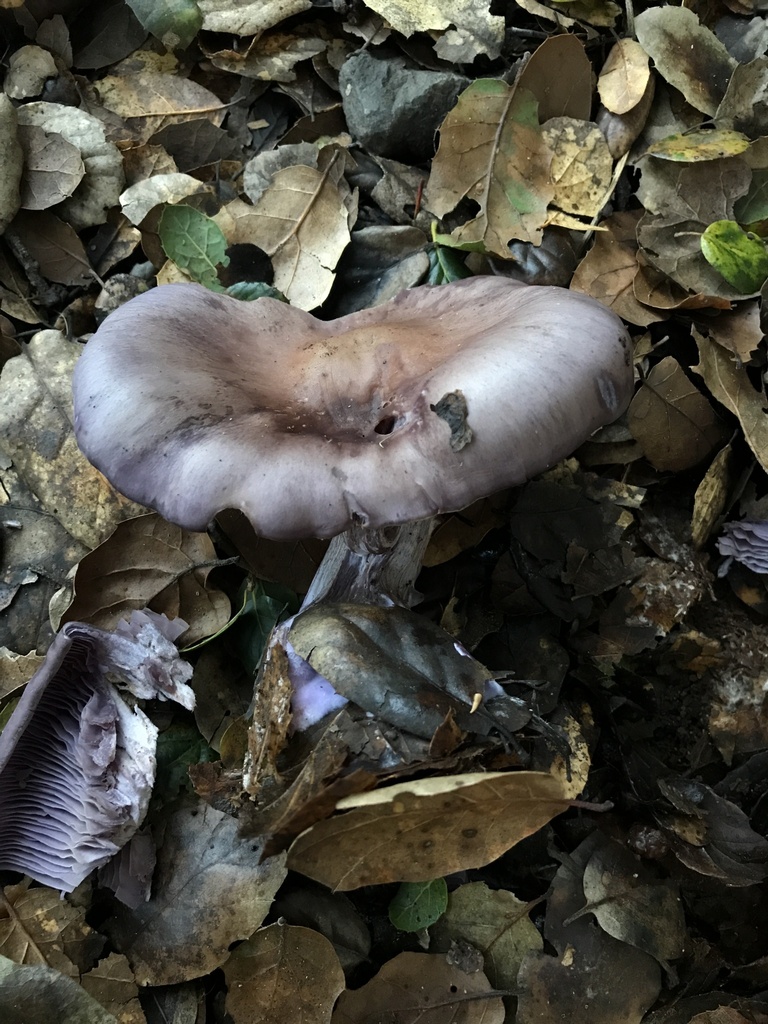 Collybia nuda · January 2026 · photo: © paganka (iNaturalist, cc-by-nc)