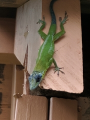 Anolis trinitatis