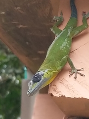 Anolis trinitatis