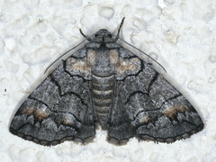 Dysbatus singularis