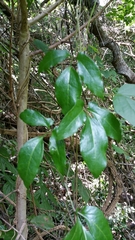Dioscorea bosseri