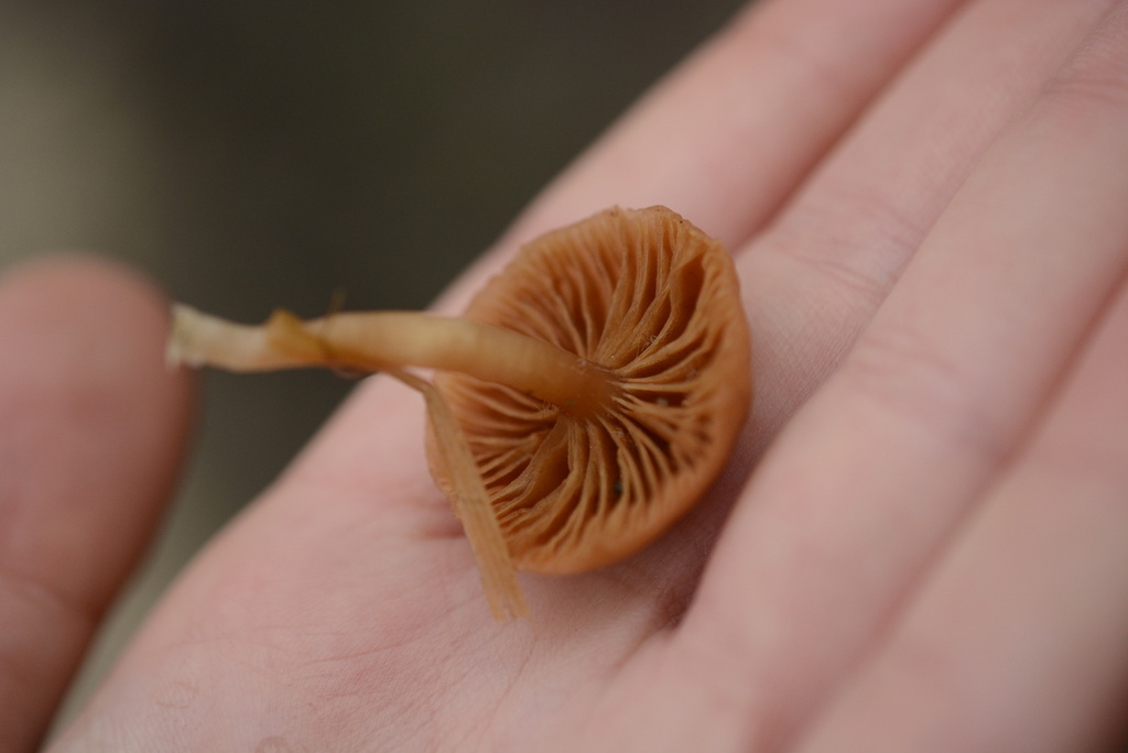 Tubaria furfuracea · February 2026 · photo: © cryptomarasmius (iNaturalist, cc-by)