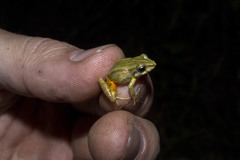 Pristimantis erythropleura