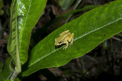 Pristimantis erythropleura