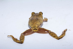 Pristimantis zophus