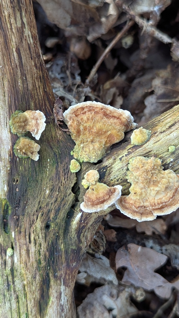Trametes ochracea · February 2026 · photo: © rudolphous (iNaturalist, cc-by)