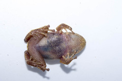 Pristimantis zophus