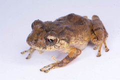 Pristimantis zophus