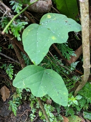 Passiflora sexflora