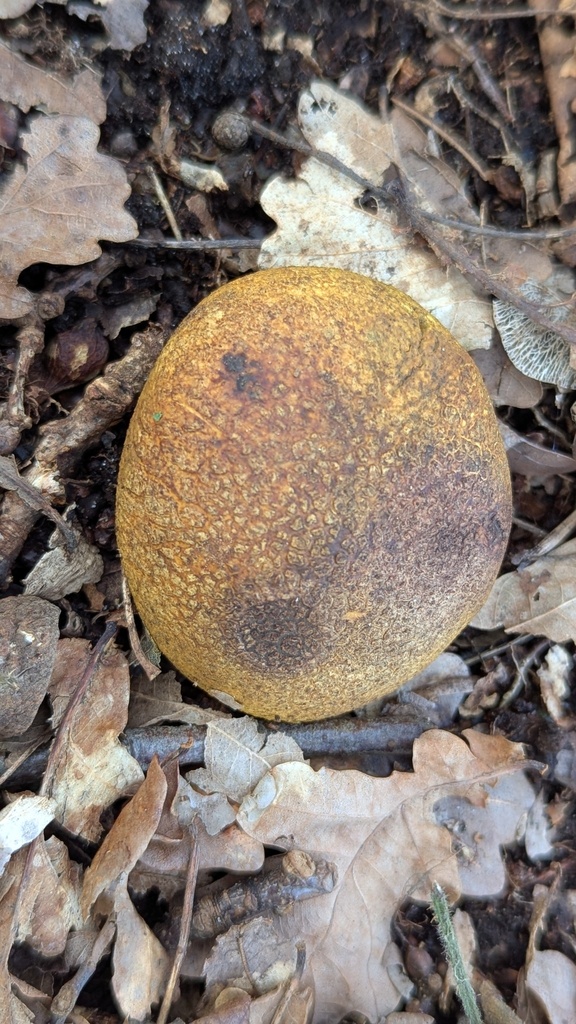 Scleroderma citrinum · February 2026 · photo: © rudolphous (iNaturalist, cc-by)
