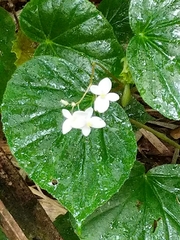 Begoniaceae