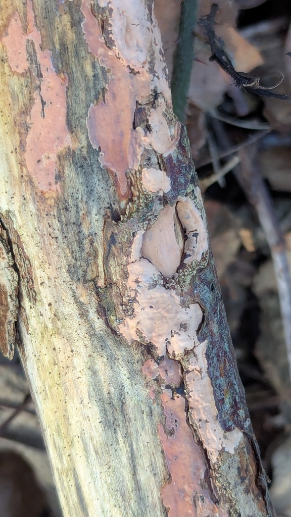 Peniophora incarnata