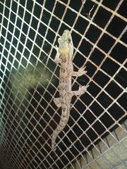 Dactylocnemis pacificus