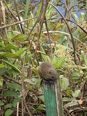Callosciurus orestes