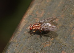 Helinomydaea fuscoflava