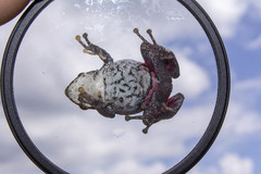 Pristimantis erythropleura