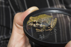 Pristimantis erythropleura