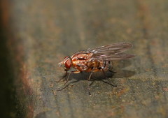 Helinomydaea fuscoflava