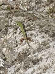 Anolis trinitatis