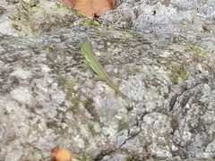 Anolis trinitatis