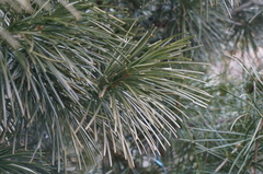 Sciadopitys verticillata