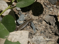 Trachylepis tessellata