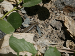 Trachylepis tessellata