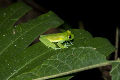 Nymphargus grandisonae