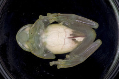 Nymphargus grandisonae