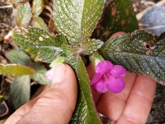 Chrysothemis melittifolia