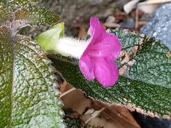 Chrysothemis melittifolia