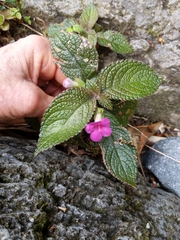 Chrysothemis melittifolia