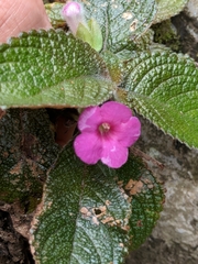Chrysothemis melittifolia