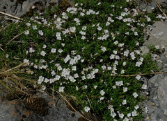Veronica linifolia