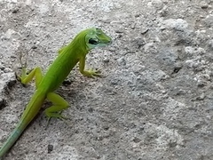 Anolis trinitatis