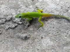 Anolis trinitatis