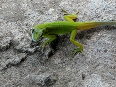 Anolis trinitatis