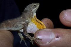 Anolis urraoi
