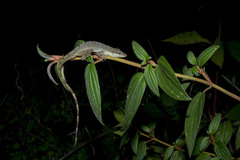 Anolis urraoi