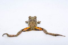 Pristimantis erythropleura