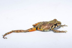 Pristimantis erythropleura