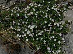 Veronica linifolia