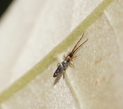 Paronellidae