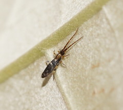Paronellidae