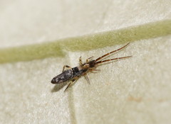 Paronellidae