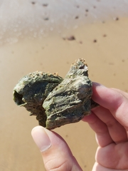 Austromegabalanus nigrescens