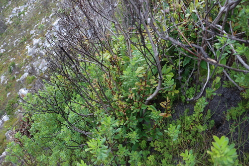 Fire Pea (Indigofera cytisoides)