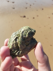 Austromegabalanus nigrescens