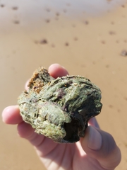 Austromegabalanus nigrescens